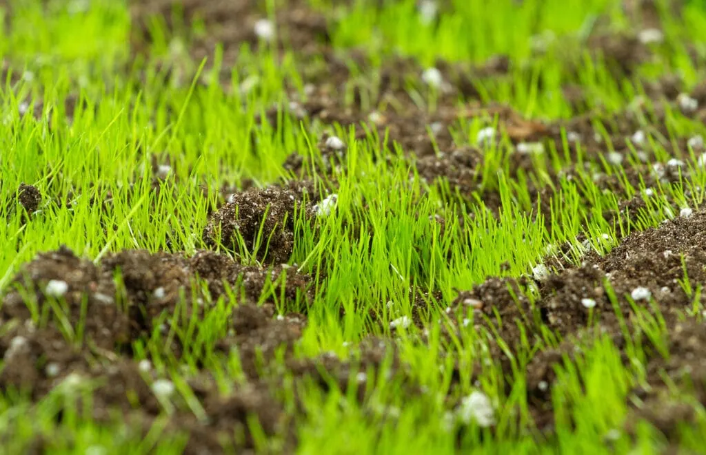 Top Dressing Your Lawn: Everything You Need to Know