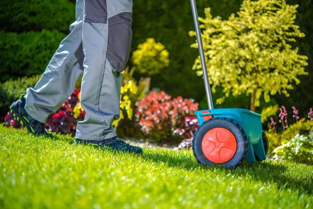 How to Reseed or Overseed a Lawn in 6 Easy Steps